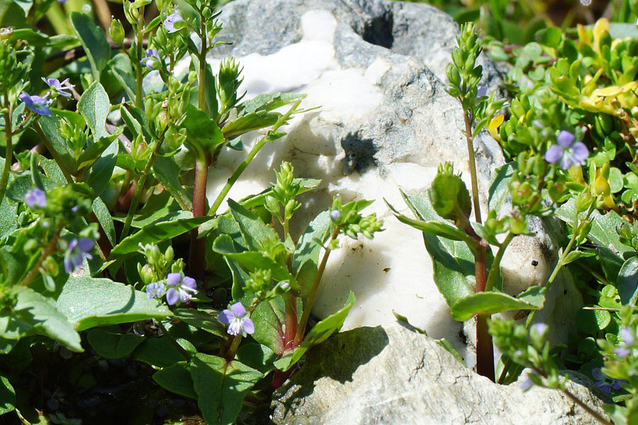 Veronica anagallis-aquatica